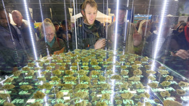 The Emerald Cup takes place Dec. 10 and 11 at the Sonoma County Fairgrounds. Photo: Kent Porter.