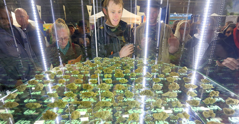 The Emerald Cup takes place Dec. 10 and 11 at the Sonoma County Fairgrounds. Photo: Kent Porter.