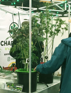 Marijuana plants.