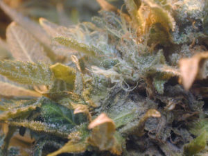 Marijuana with mold on it. (Image courtesy of Marijuana Growers HQ)