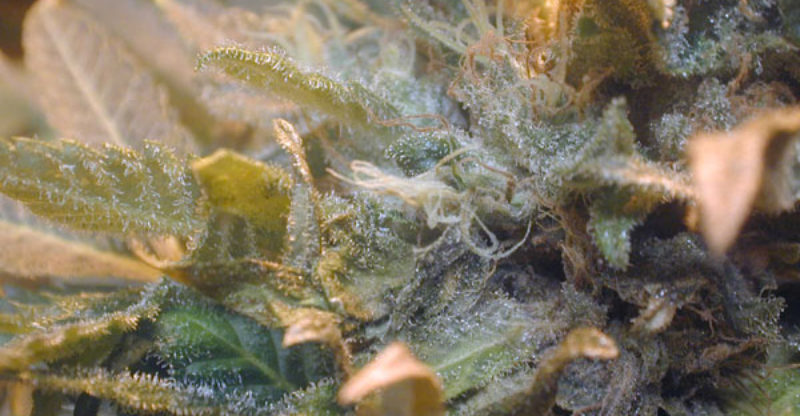 Marijuana with mold on it. (Image courtesy of Marijuana Growers HQ)