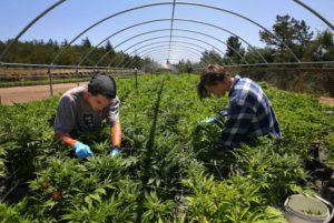 SPARC farm in Sonoma Valley, growers trim cannabis plants. Chris Chung/PD
