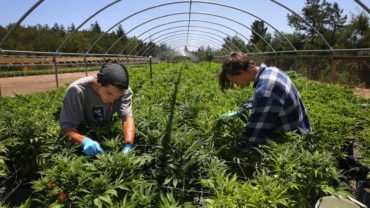 SPARC farm in Sonoma Valley, growers trim cannabis plants. Chris Chung/PD