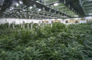 Cannabis business rush to file