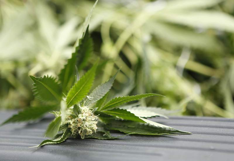 Petaluma-area cannabis farm whose neighbors sued agrees to shut down