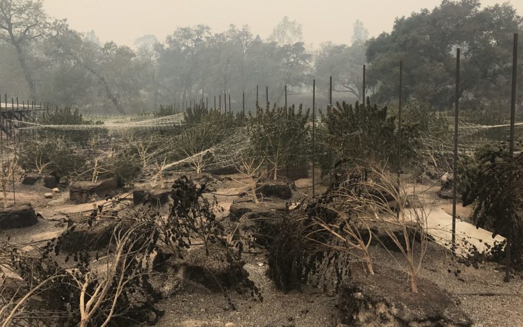 Northbay cannabis farms devastated by fires