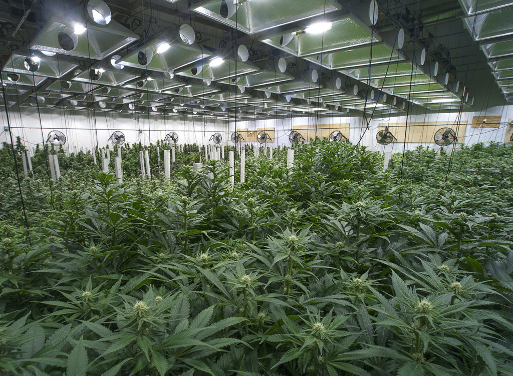 LA cannabis growers in bidding wars for urban warehouse space